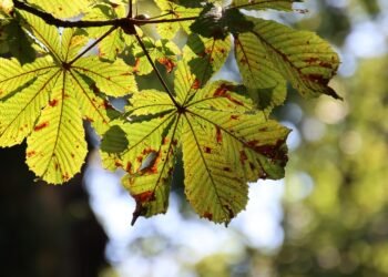 Seasonal Sweets: Desserts That Celebrate Nature’s Bounty