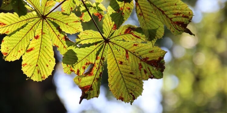 Seasonal Sweets: Desserts That Celebrate Nature’s Bounty