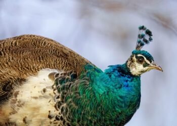 Plant-Powered Perfection: Discover the Benefits of Vegan Cooking