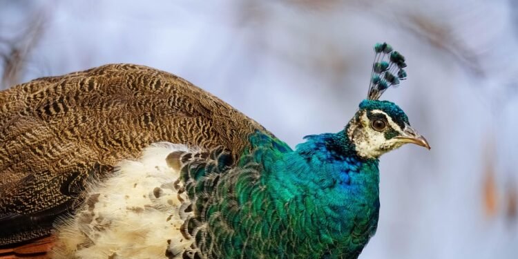 Plant-Powered Perfection: Discover the Benefits of Vegan Cooking