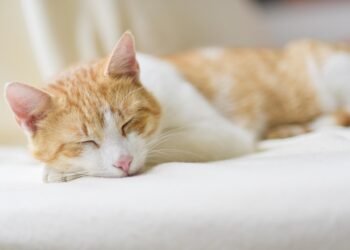 Feel free to mix and match or modify any of these!