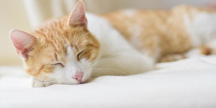 Feel free to mix and match or modify any of these!