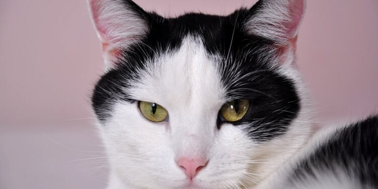 From Ordinary to Extraordinary: Air Fryer Vegetable Recipes You’ll Love!