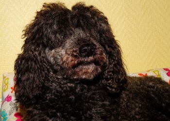 Family-Friendly Healthy Meals: Tasty Recipes That Everyone Will Love