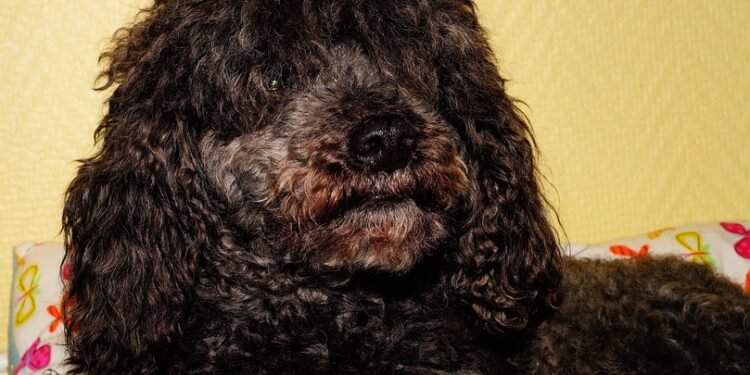 Family-Friendly Healthy Meals: Tasty Recipes That Everyone Will Love