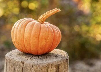Seasonal Smoothies: Fresh Ingredients for Every Season