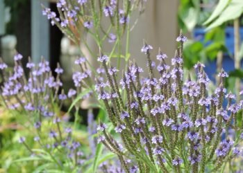 Hasty Delights: Whip Up These Tasty Recipes in No Time!