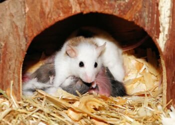 Satisfy Your Cravings with These Guilt-Free Desserts