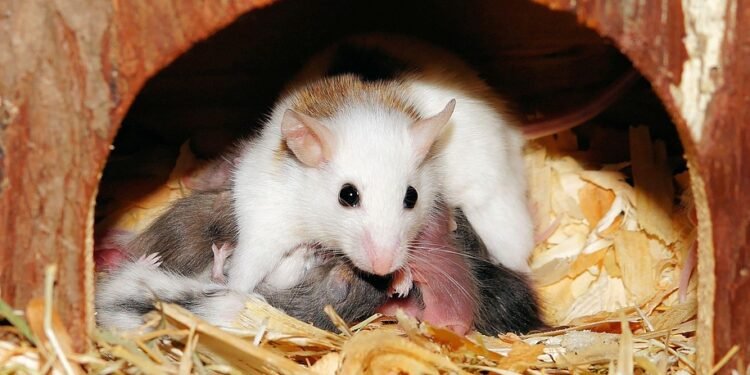 Satisfy Your Cravings with These Guilt-Free Desserts