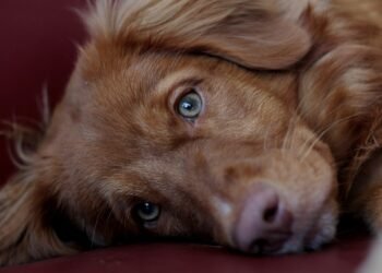 Sweet Simplicity: 10 Easy Desserts You Can Whip Up in 30 Minutes!