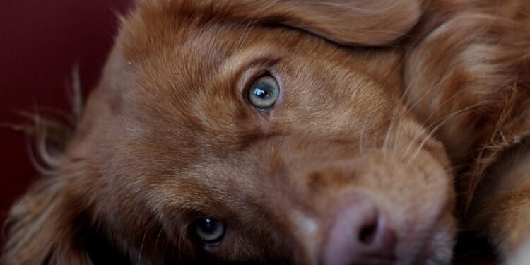 Sweet Simplicity: 10 Easy Desserts You Can Whip Up in 30 Minutes!