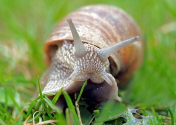 Low and Slow: The Resurgence of Slow Brewed Beverages