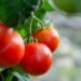 Healthy Bites: Delicious Recipes That Won't Break Your Diet