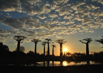 Tonight’s Menu: Simple Dinner Recipes for Any Skill Level