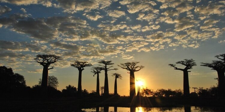 Tonight’s Menu: Simple Dinner Recipes for Any Skill Level