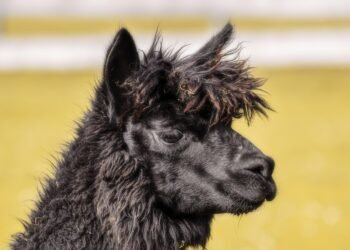 Satisfy Your Cravings: Decadent Chocolate Cupcake Recipes to Indulge In!