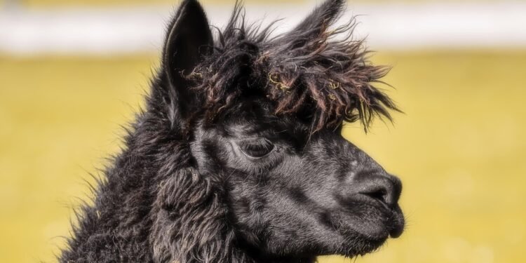 Satisfy Your Cravings: Decadent Chocolate Cupcake Recipes to Indulge In!