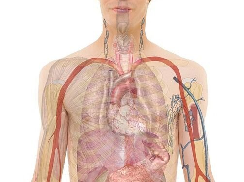 The Science Behind Smoothie Bowls: Nutritional Benefits You Didn’t Know