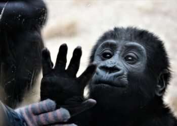 One Touch Away: Must-Know Air Frying Tricks for Fast Meals