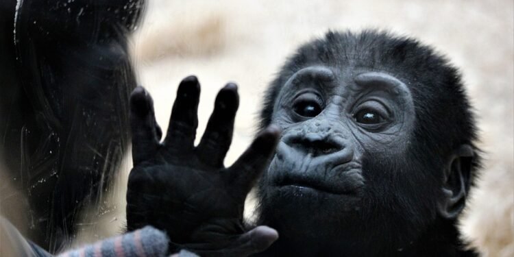 One Touch Away: Must-Know Air Frying Tricks for Fast Meals