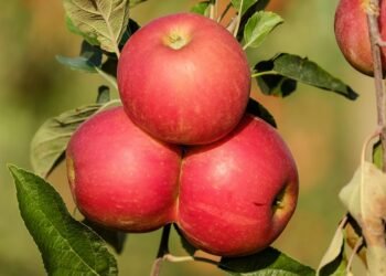 Healthy Eating Made Simple: Top Air Fryer Recipes for Guilt-Free Indulgence