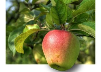 Unleash Your Inner Chef: Quick Healthy Recipes for Every Meal