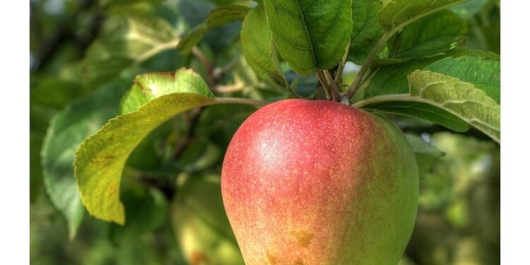 Unleash Your Inner Chef: Quick Healthy Recipes for Every Meal