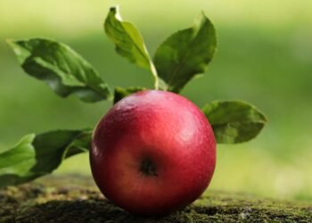 Fruits of Labor: Best Fresh Fruit Pies to Make This Summer