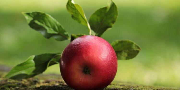 Fruits of Labor: Best Fresh Fruit Pies to Make This Summer