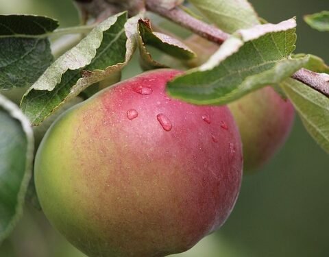 Savor the Goodness: Delicious Clean Eating Recipes for Every Meal