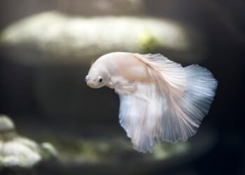 Fish Frenzy: Tempting Air Fryer Recipes for Every Palate