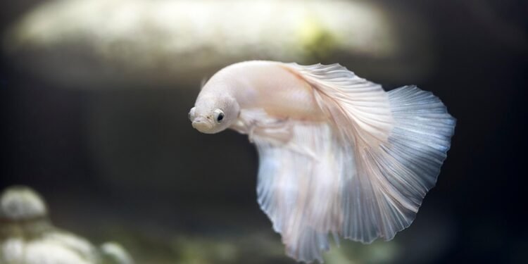 Fish Frenzy: Tempting Air Fryer Recipes for Every Palate