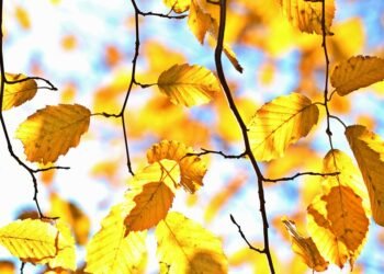 Golden Goodness: The Best Air Fryer Potato Recipes for Every Occasion!