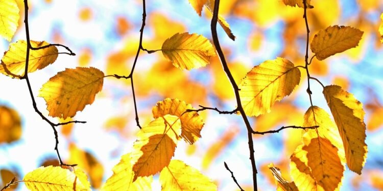 Golden Goodness: The Best Air Fryer Potato Recipes for Every Occasion!