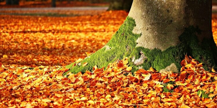 Seasonal Sensations: Pies to Celebrate Every Holiday