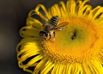 Cheesecakes Around the World: Unique Flavors to Try at Home