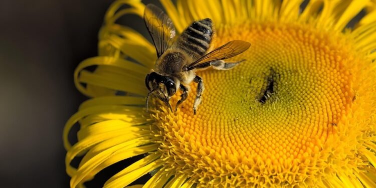 Cheesecakes Around the World: Unique Flavors to Try at Home