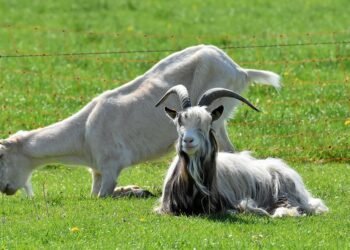 Satisfy Your Cravings: Tasty Low-Carb Recipes for Every Occasion