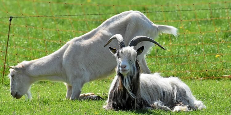 Satisfy Your Cravings: Tasty Low-Carb Recipes for Every Occasion