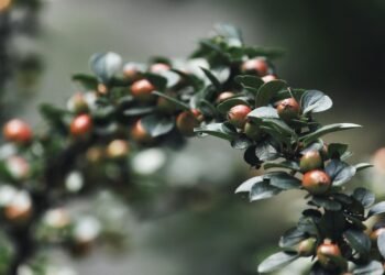 From Berry Bliss to Green Machine: Exploring the Best Detox Smoothies