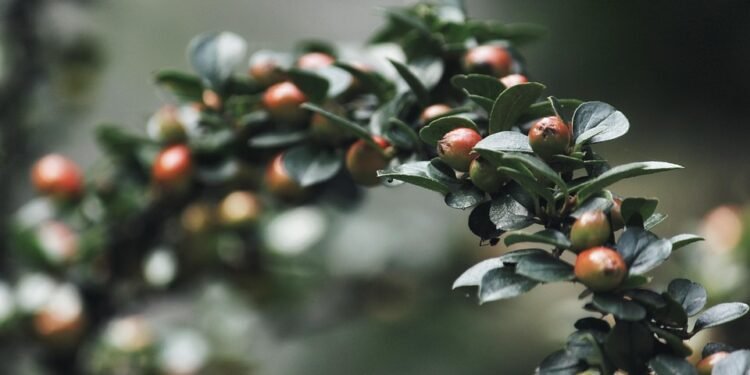 From Berry Bliss to Green Machine: Exploring the Best Detox Smoothies