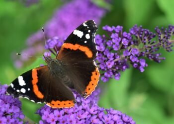 Mornings Made Easy: 8 Quick Breakfasts You Can Prep in Advance!