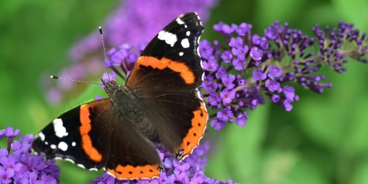 Mornings Made Easy: 8 Quick Breakfasts You Can Prep in Advance!