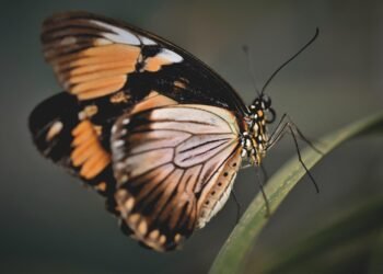 Wings Without the Guilt: Healthy Air Fryer Recipes You’ll Love
