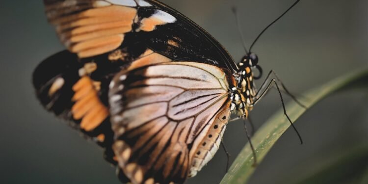 Wings Without the Guilt: Healthy Air Fryer Recipes You’ll Love