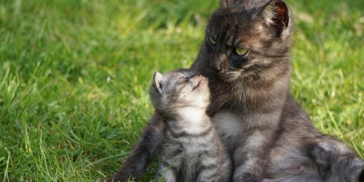 Don’t Just Fry—Air Fry! Top Tricks for Healthier Cooking