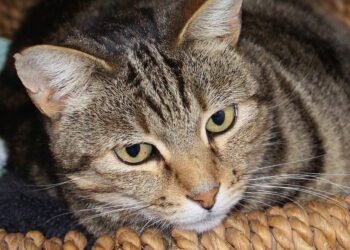 Feel free to mix and match or modify any of these to suit your style!