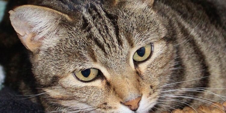 Feel free to mix and match or modify any of these to suit your style!