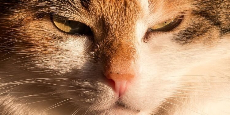 Satisfy Your Cravings: Irresistible Keto Recipes from the Air Fryer