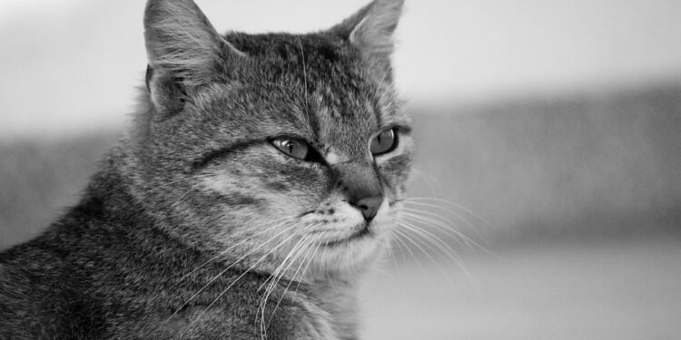 Satisfy Your Sweet Tooth: 7 Healthy Desserts Under 100 Calories